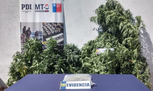 PDI detuvo a sujeto por cultivo de marihuana en Peumo