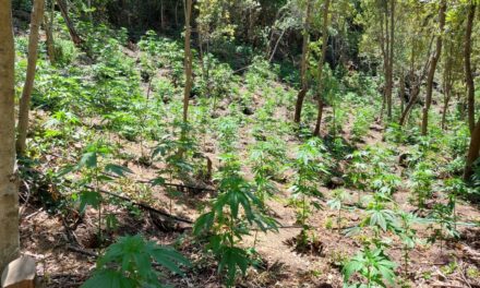 Más de 5000 plantas de marihuana encontró el OS7 de Carabineros en cerros de San Fernando