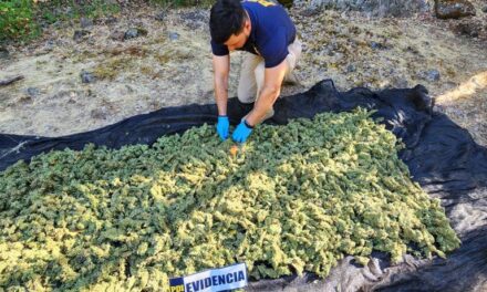 PDI halló más de 10 mil plantas de cannabis en la precordillera de San Fernando