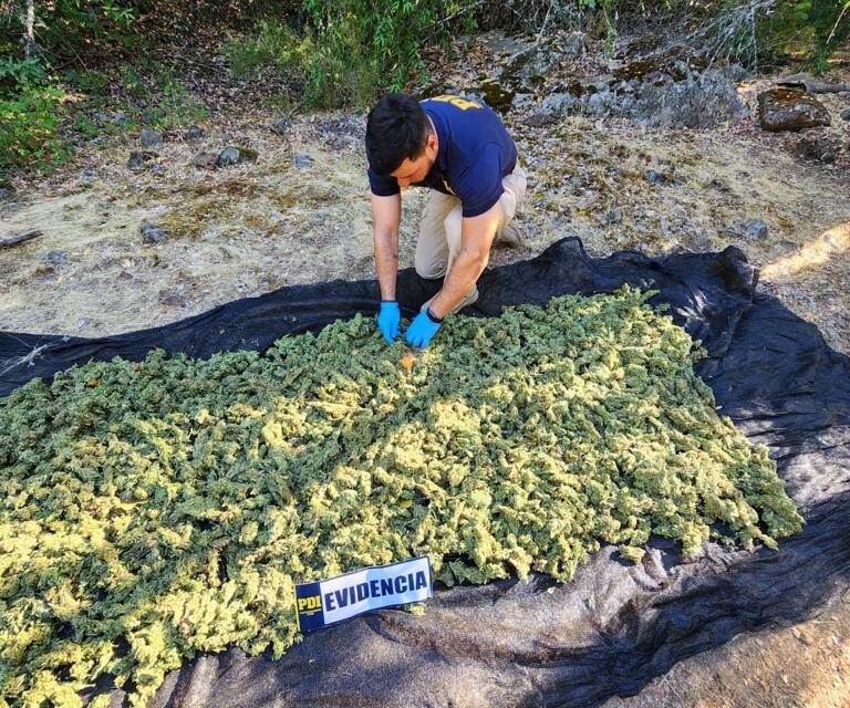PDI halló más de 10 mil plantas de cannabis en la precordillera de San Fernando