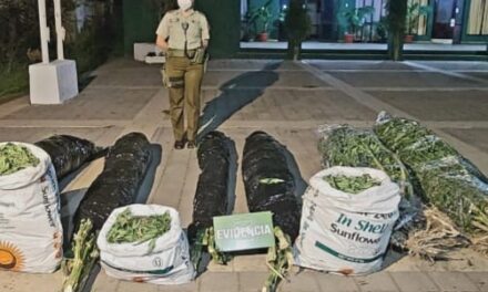 Un detenido por mantener gran cantidad de Marihuana en su domicilio en Pichidegua