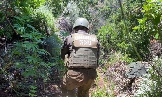 En quebrada El Chancho de Mostazal: Carabineros del OS 7 Rancagua incauta más de 4 mil plantas de marihuana