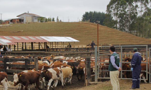 SAG en alerta por detección en Estados Unidos de vacas lecheras positivas a influenza aviar