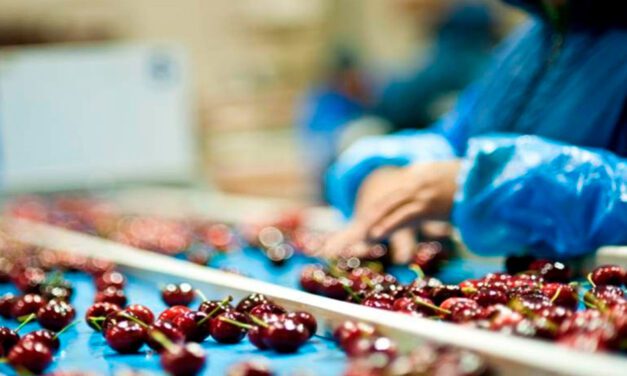 SAG abre más de 200 cupos laborales para labor de inspección en línea de cerezas