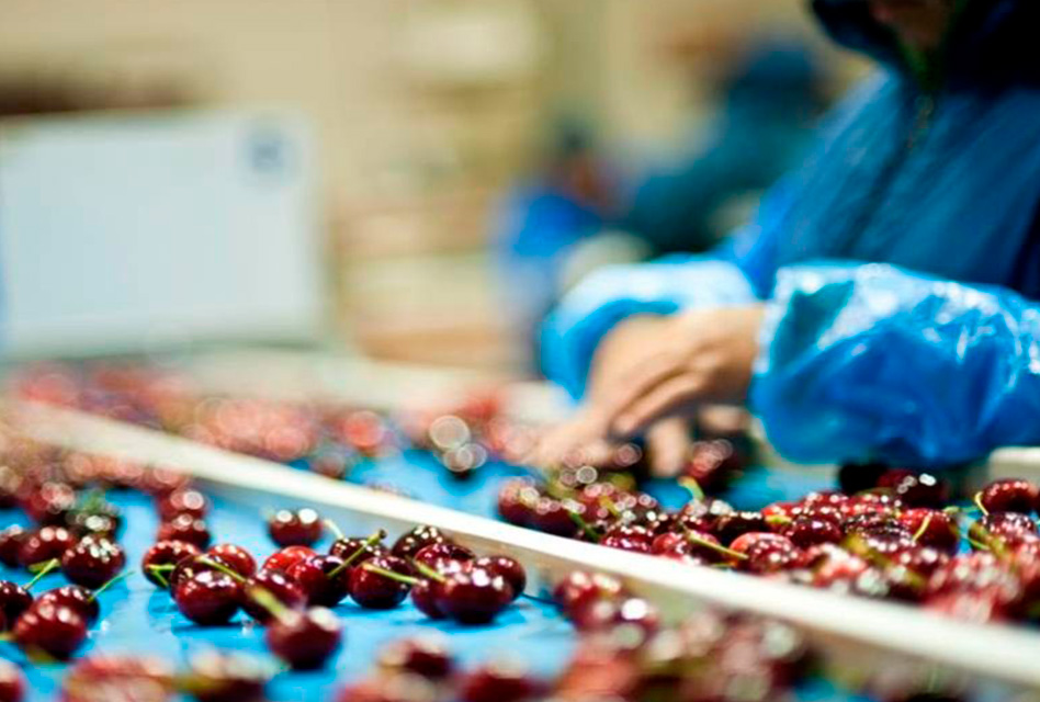 SAG abre más de 200 cupos laborales para labor de inspección en línea de cerezas