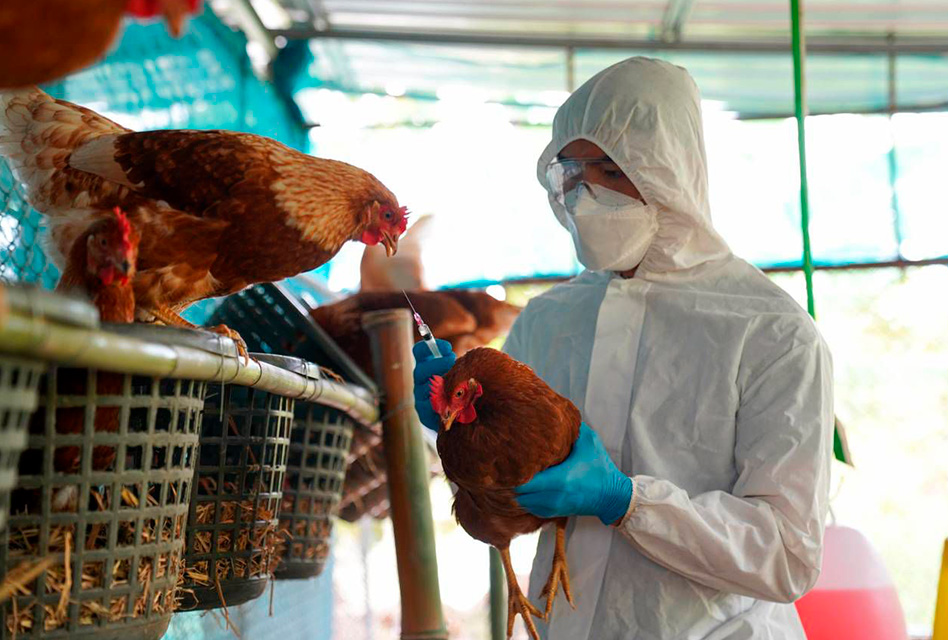 SAG eleva alerta e intensifica vigilancia ante el alarmante avance de la influenza aviar en el continente