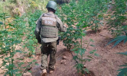 Amplio operativo del OS-7 Rancagua permite incautación de más de 7 mil plantas de marihuana
