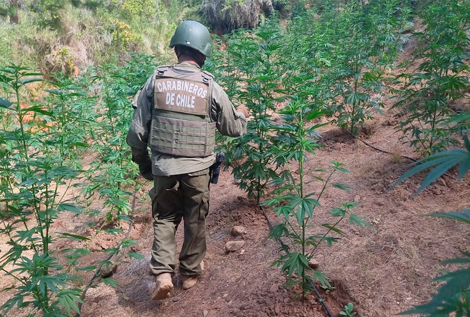 Amplio operativo del OS-7 Rancagua permite incautación de más de 7 mil plantas de marihuana