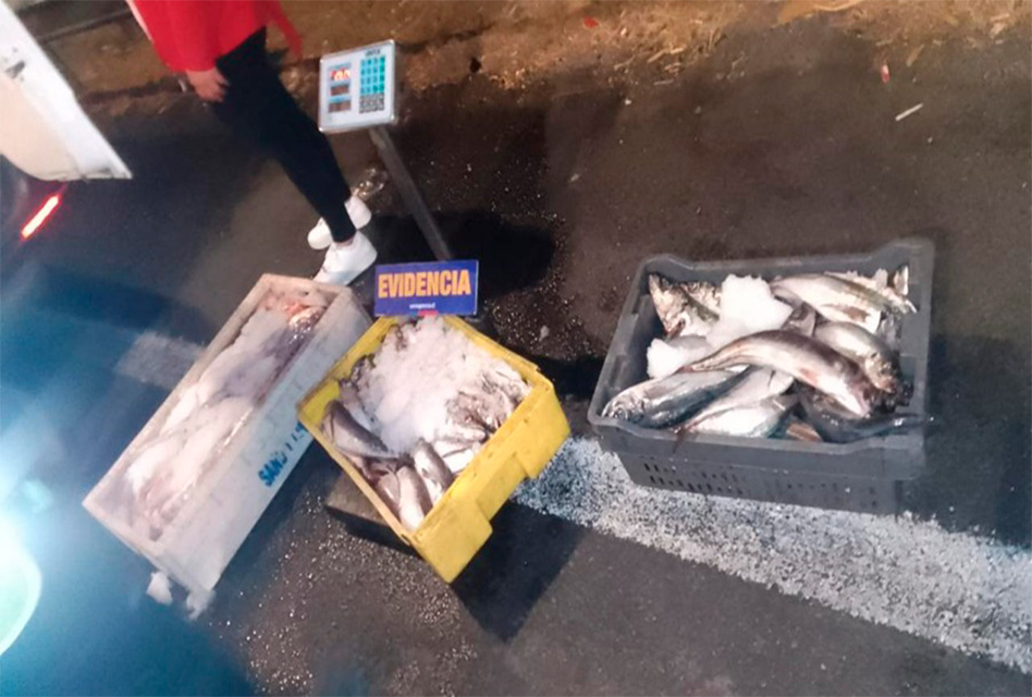 Carabineros y Sernapesca decomisan más de 4 mil kilos de mariscos y pescados en la Ruta 5-Sur