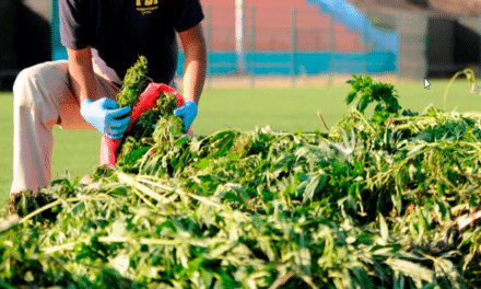 PDI Santa Cruz: Incauta más de 400 plantas de cannabis en Paredones 