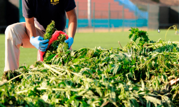 PDI Santa Cruz: Incauta más de 400 plantas de cannabis en Paredones 
