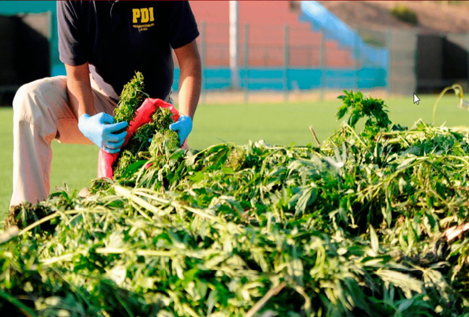 PDI Santa Cruz: Incauta más de 400 plantas de cannabis en Paredones 