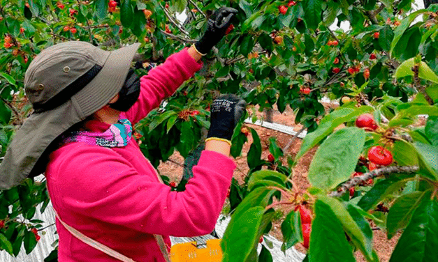Región de O’Higgins Registra un Notable Crecimiento del 5,8% en el PIB del último trimestre del 2024, Impulsada por el Agro y el Comercio.