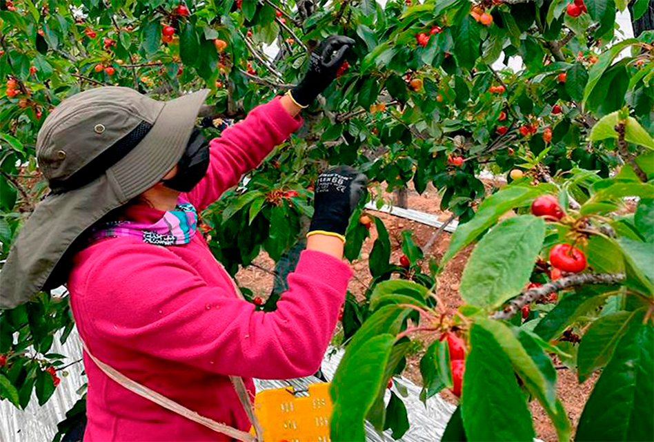 Región de O’Higgins Registra un Notable Crecimiento del 5,8% en el PIB del último trimestre del 2024, Impulsada por el Agro y el Comercio.
